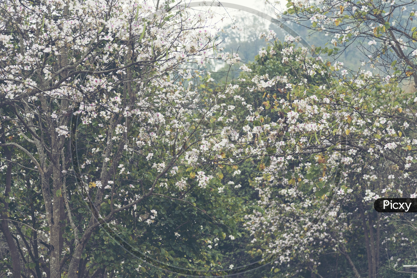 White Flowers On chickasaw Plum  Trees in a Tropical Forest
