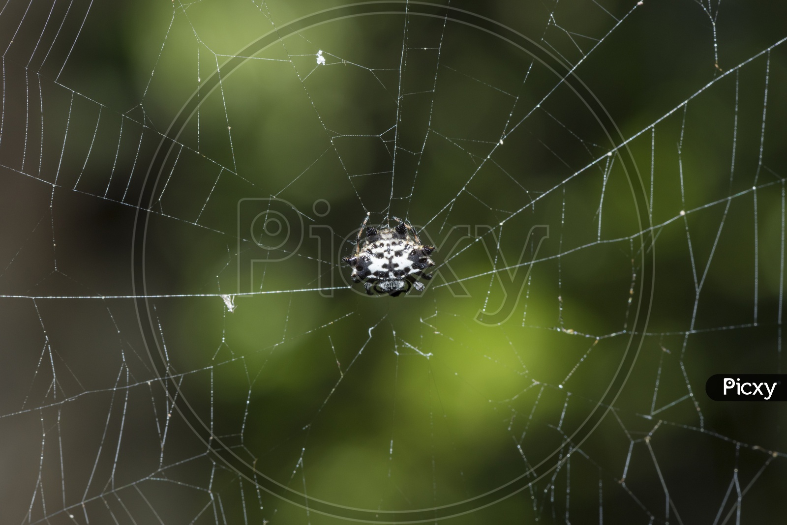 Spider In a Cobweb