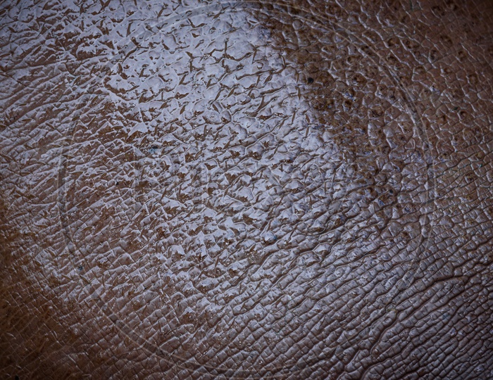 Texture Of Hippopotamus Skin Filled Background