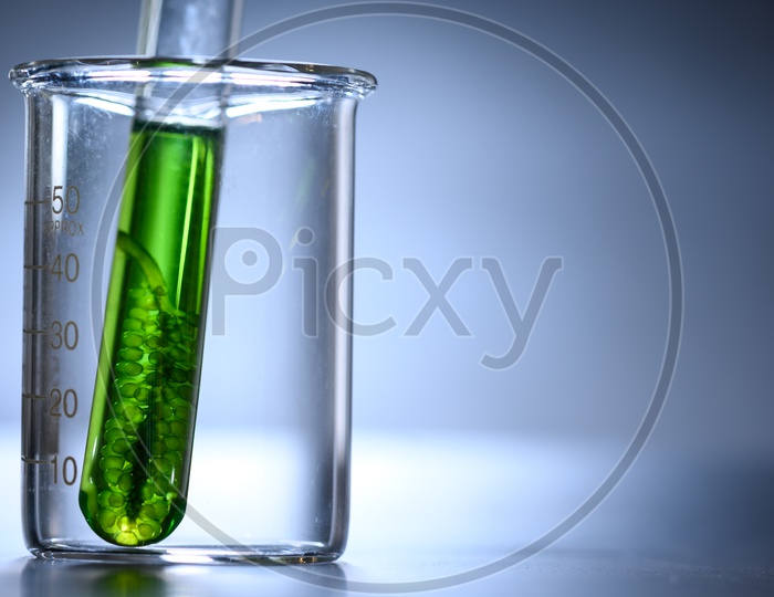 Algae seaweed test tube in biotech laboratory, with black background. Photobioreactor algae fuel research in biofuel industrial laboratories