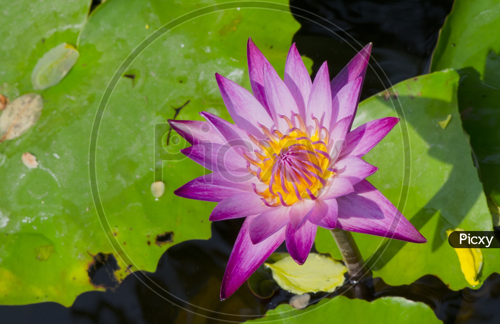 Beautiful water lily Closeup