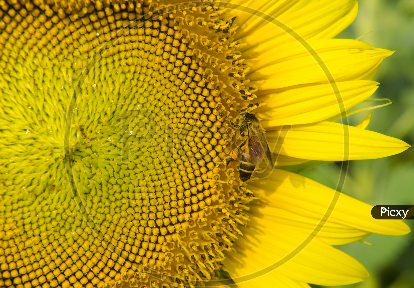 Sunflower with bee Patterns With Closeup