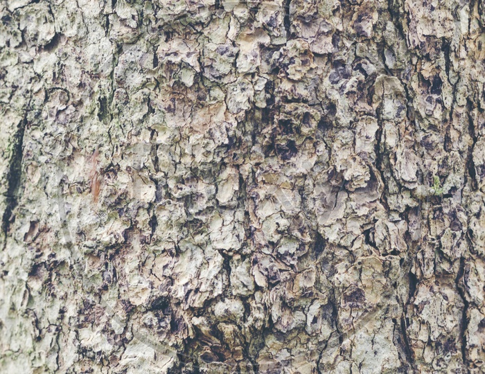 Detailed description of tree bark With texture