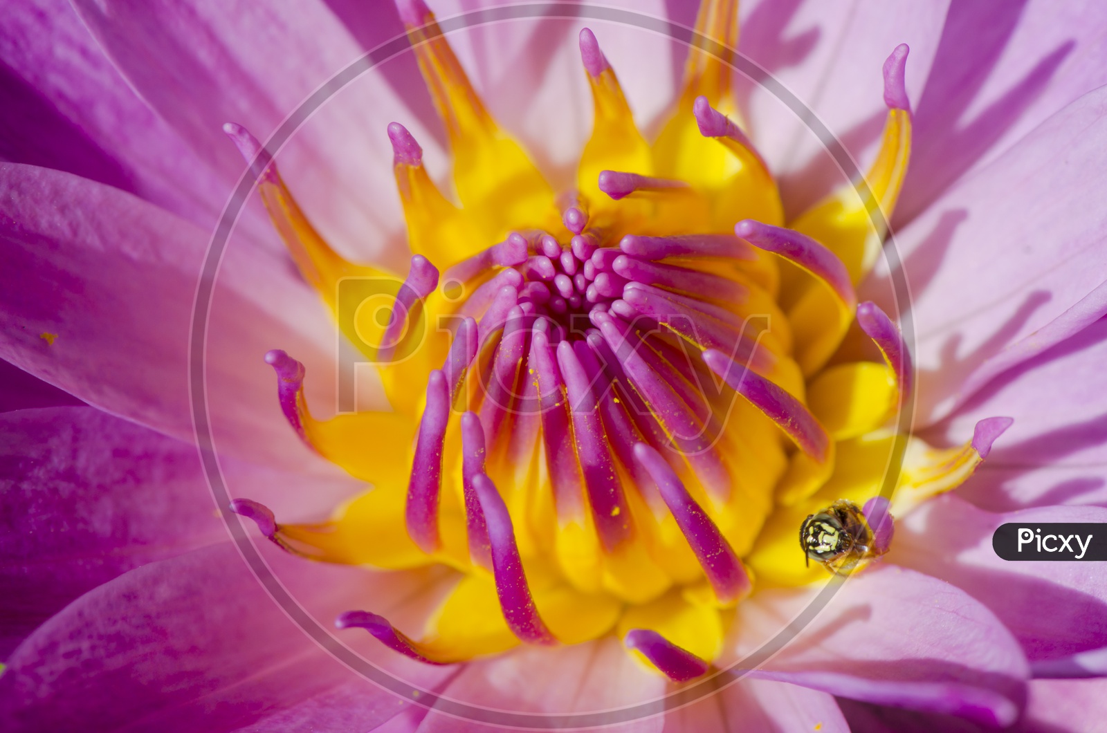 Macro shot of  Pink colour Water Lilly Flower