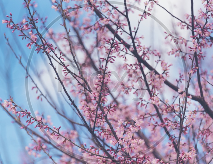 Close up of peach tree with pink flowers