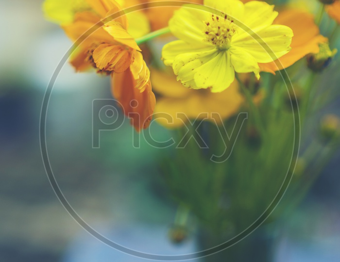 Fresh Beautiful Flowers in a Vase Forming a Background