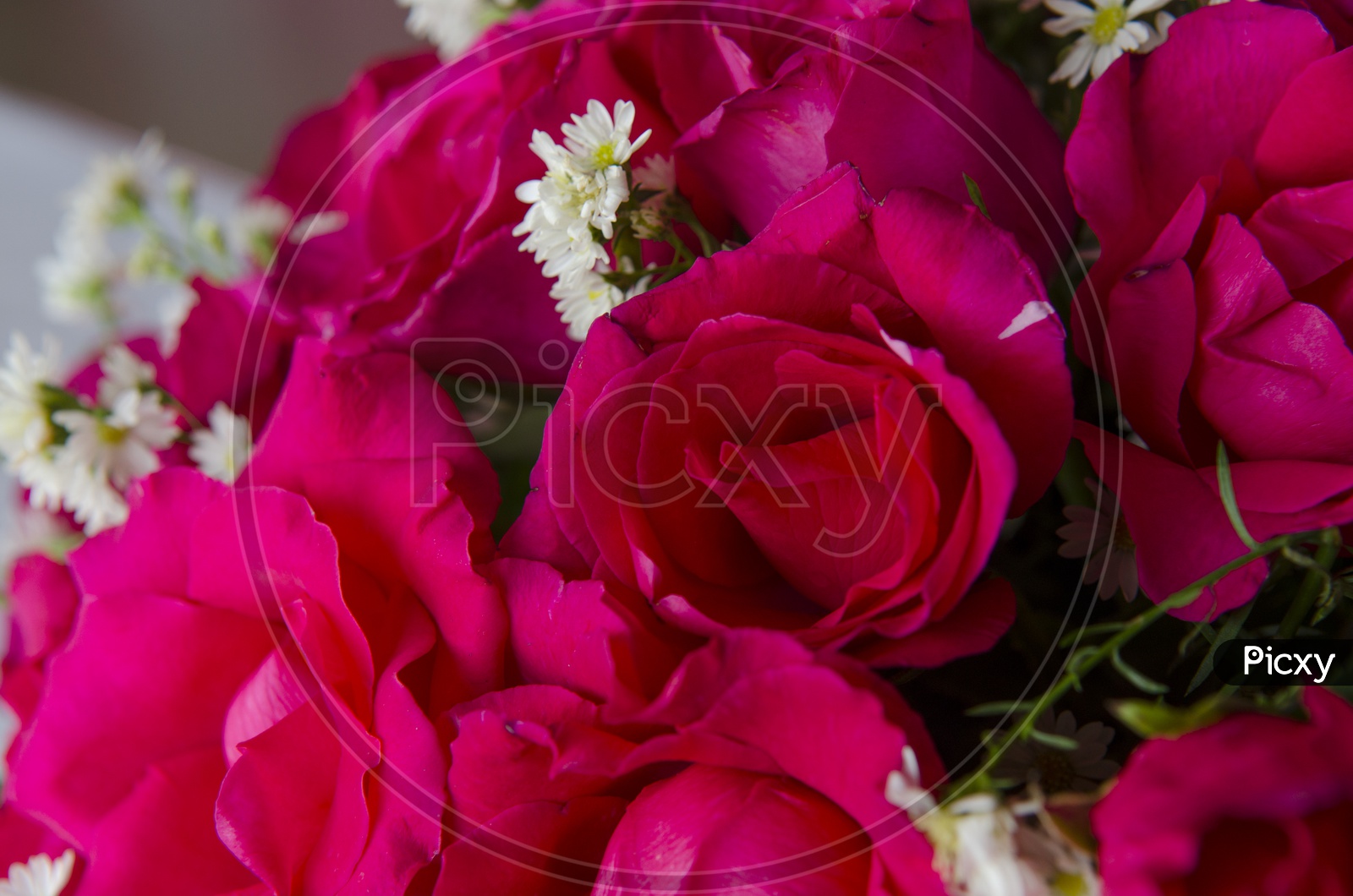 Red roses And White  Chrysanthemum Flowers Bouquet