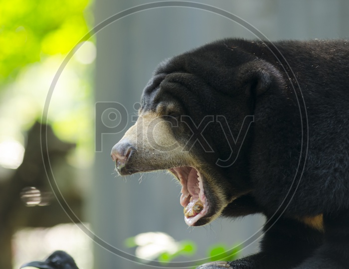 Black Bear Yawning