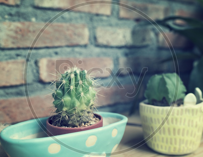 cactus in ceramic pot With vintage filter