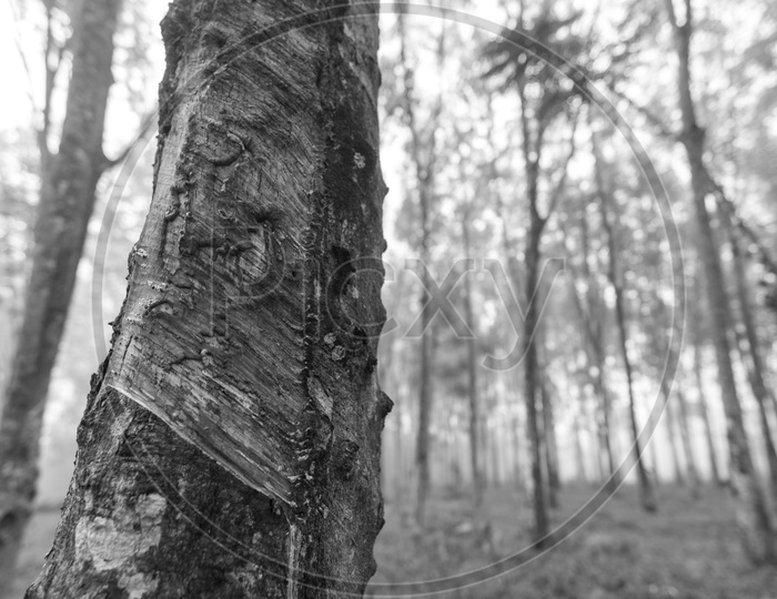 Rubber Trees In Tropical Forests  B&W Filter