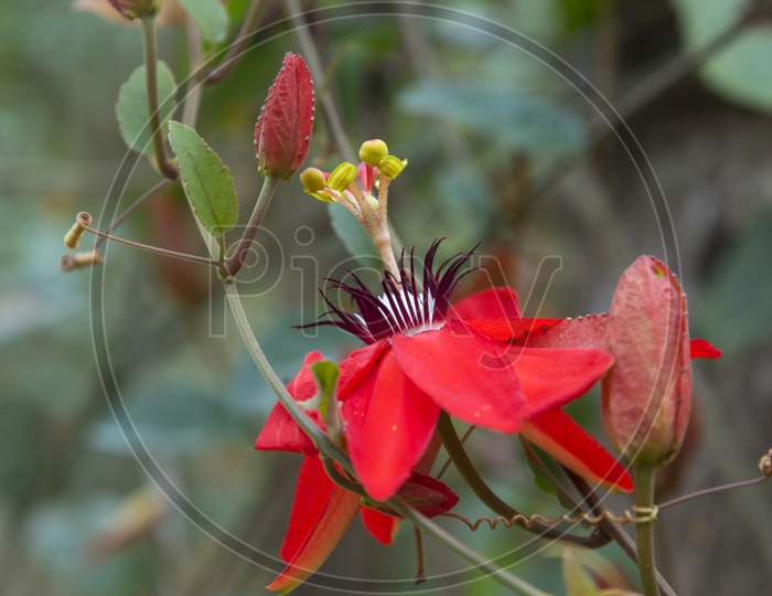 Aquilegia Formosa or red Columbine Flower Closeup