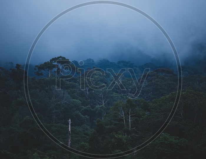 view of tropical forest in Khao Yai National Park, Thailand