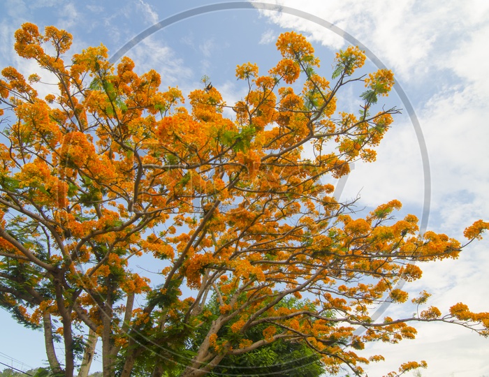 Delonix regia or Royal Poinciana Tree  or Peacock Flowers On tree With Blue Sky Background
