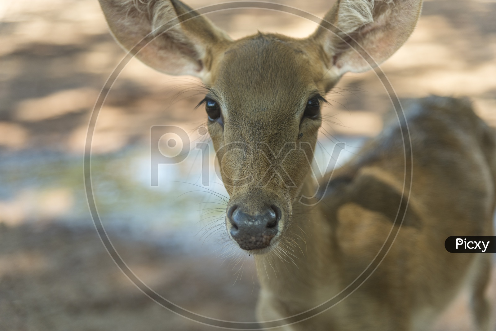 Young Barking Deer In Kahao yai National Park