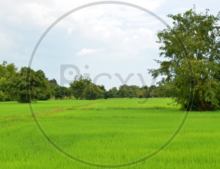 Rice Or Paddy Agricultural Field