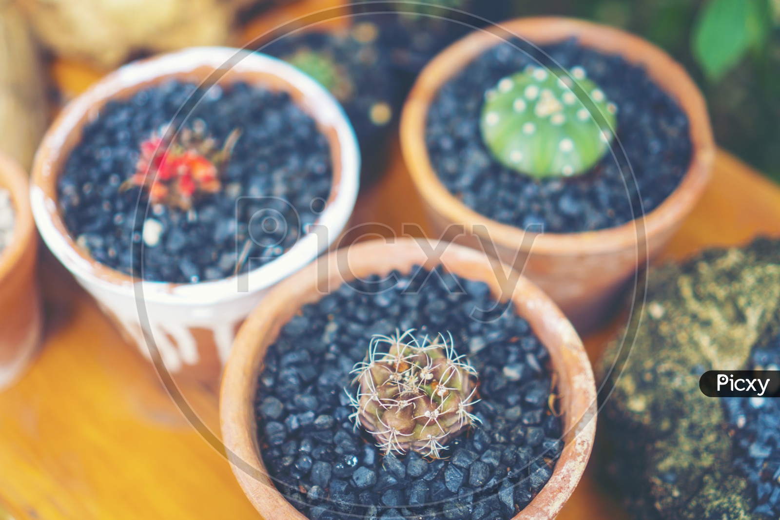 Cactus Plants Growing  in  Pot Closeup With Vintage Filter