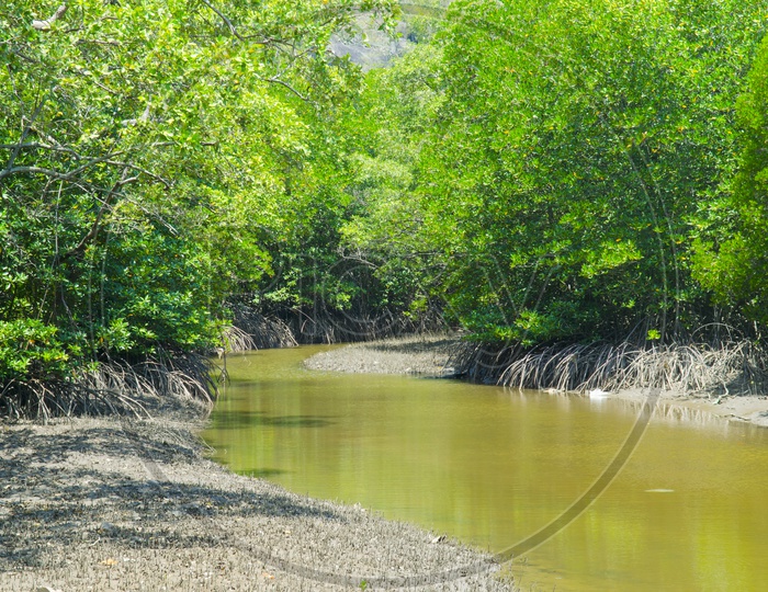 River Channels At Mangrove Forests