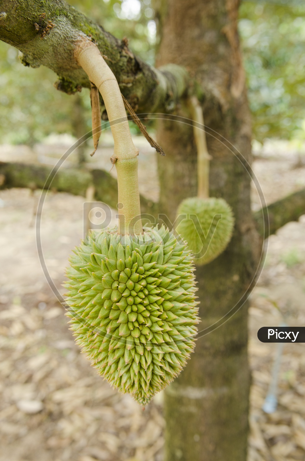 Durian Fresh Fruit  Growing on Tree