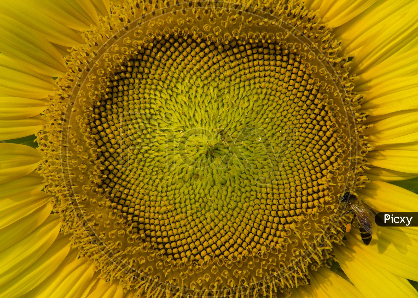 Sunflower Seeds In a Flower Closeup  Forming a background