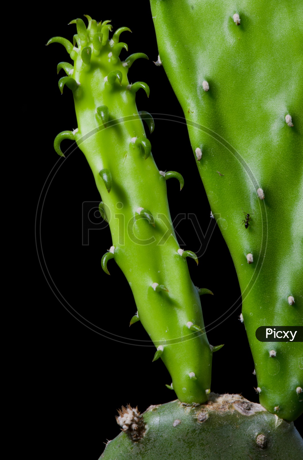 Enlarge Cactus germination Macro shot close up