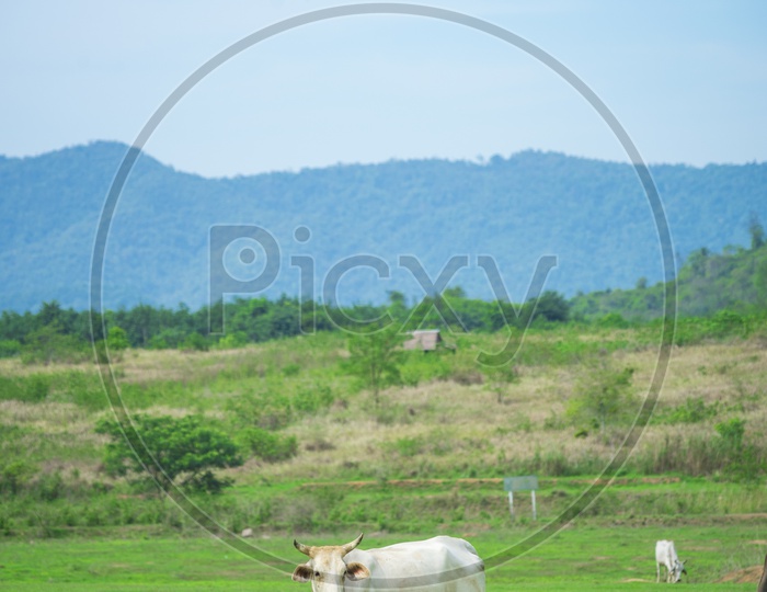 Cow Or Cattle in Green Meadows