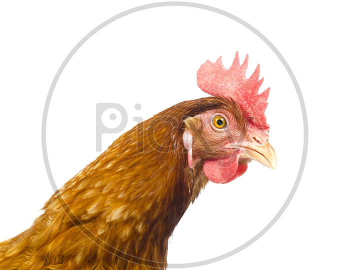 full body of brown chicken hen head Closeup