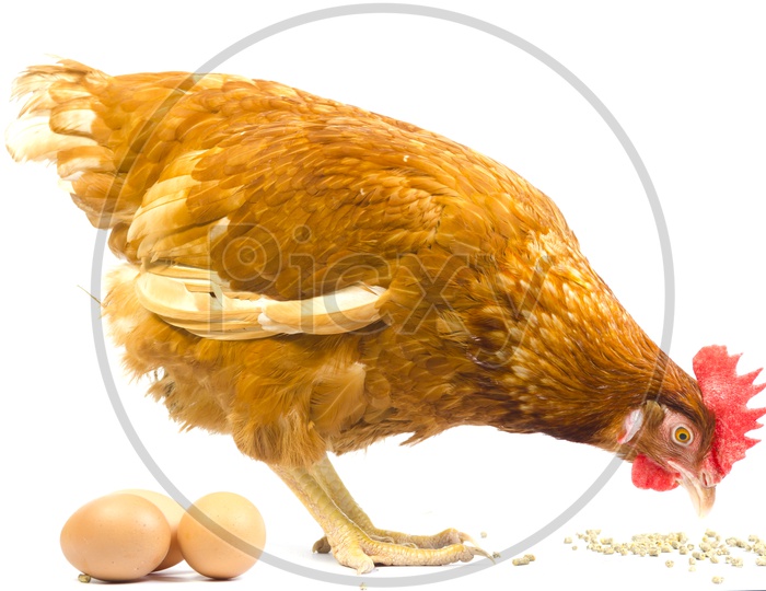 Rooster Or Hen With Eggs  over an Isolated white Background