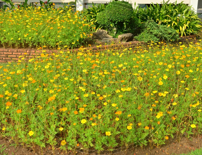 Yellow and Green Ornamental Garden