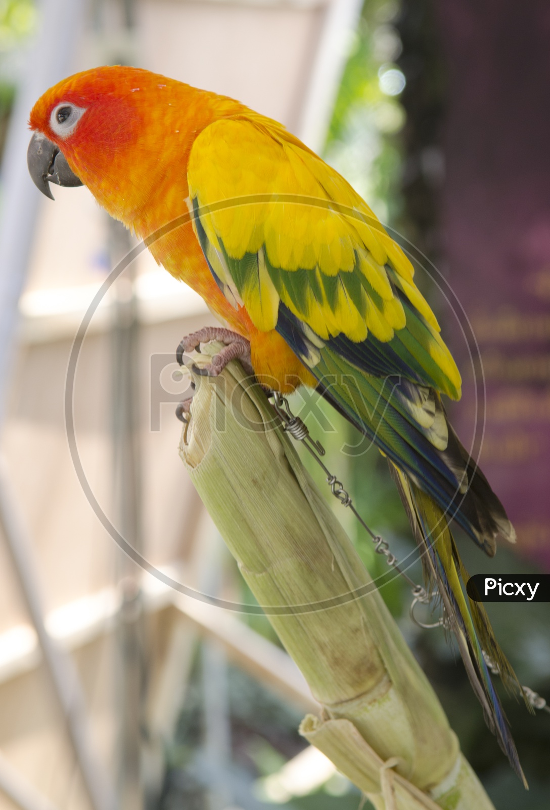 Parrot  Bird