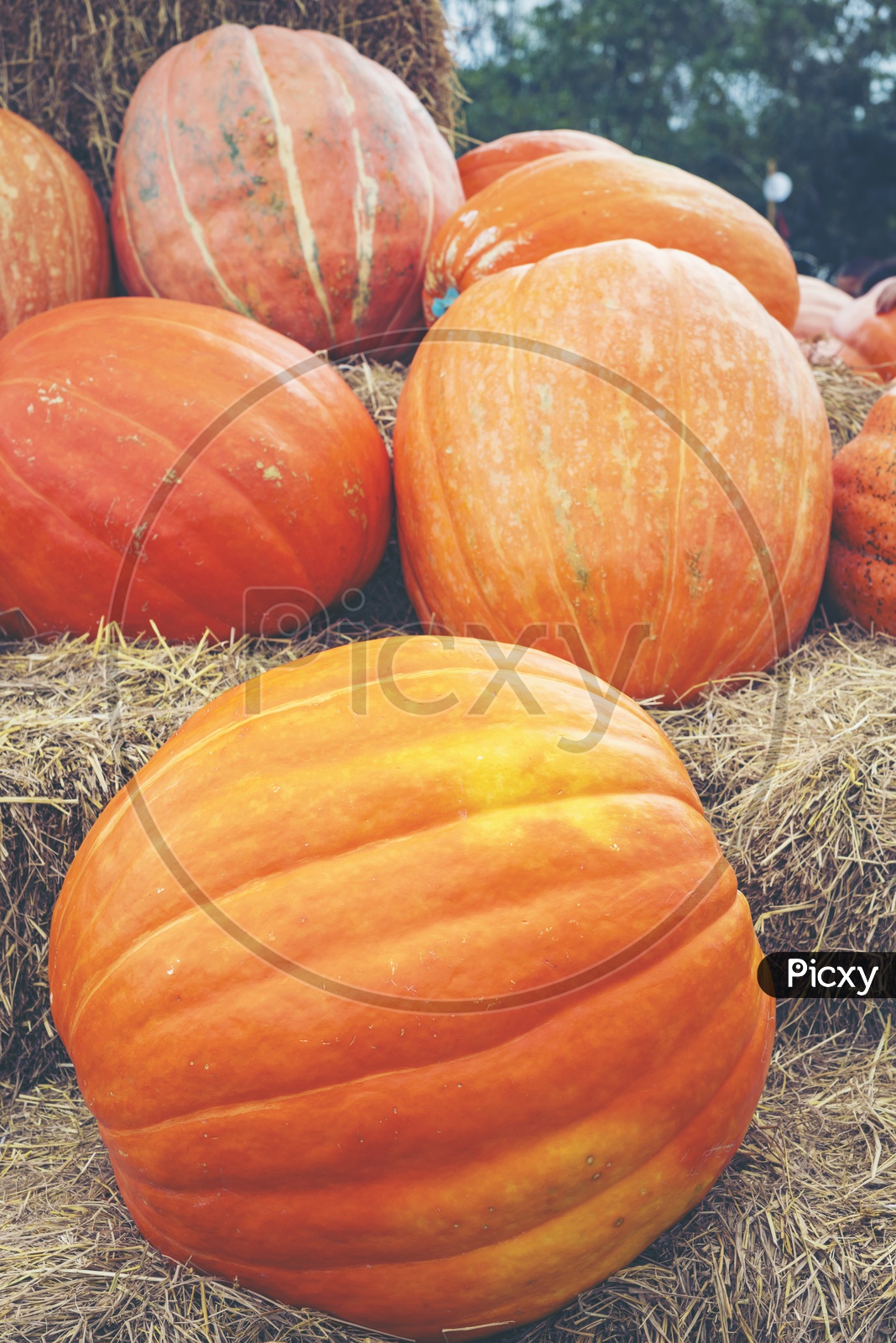 Great Pumpkin Harvest With Big Pumpkins Forming Halloween Backgrounds