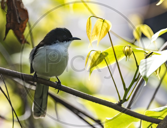 Eastern kingbird on a tree branch tropical forest