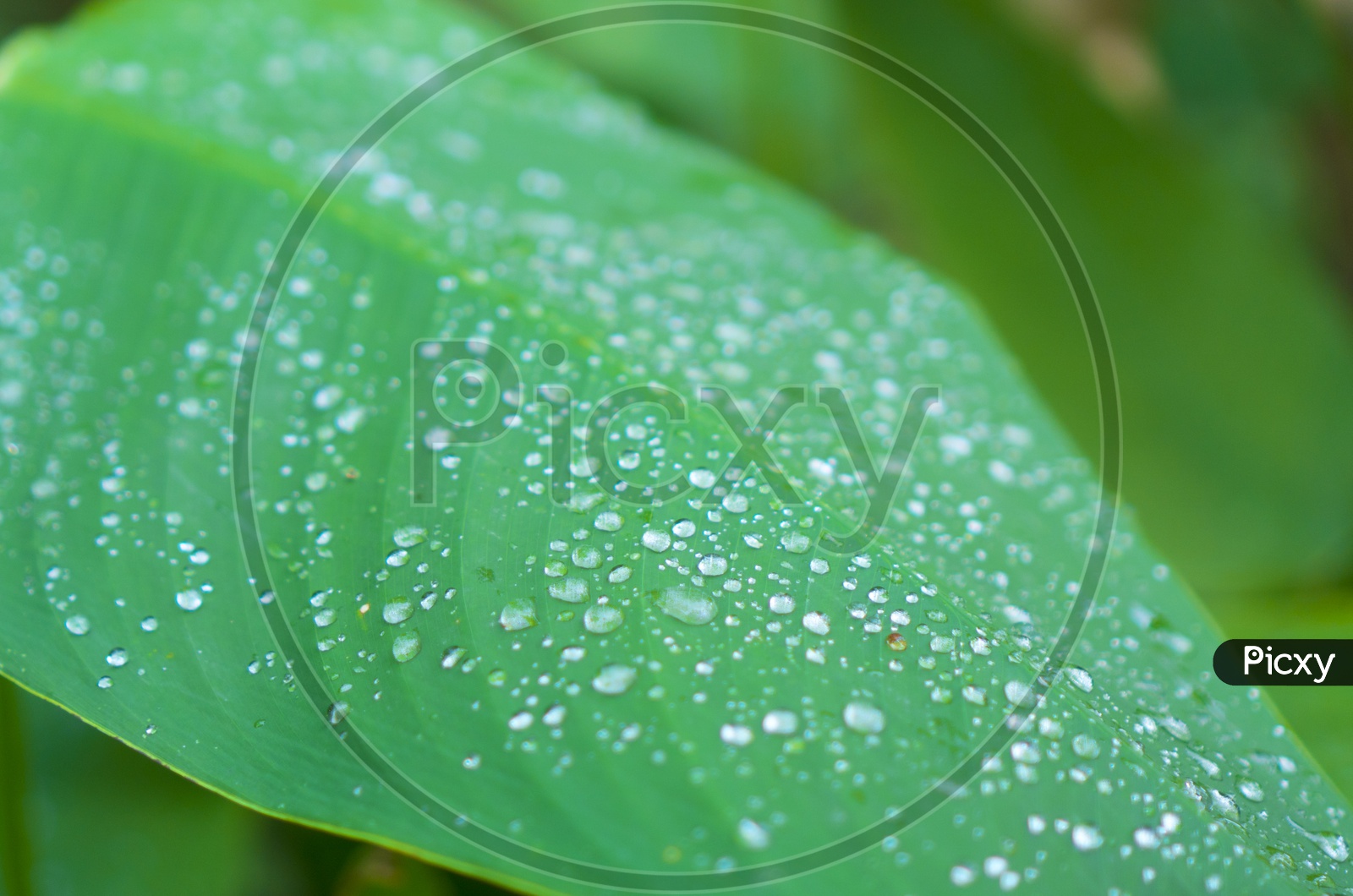 Green Leaf Of a Plant With Water Droplets