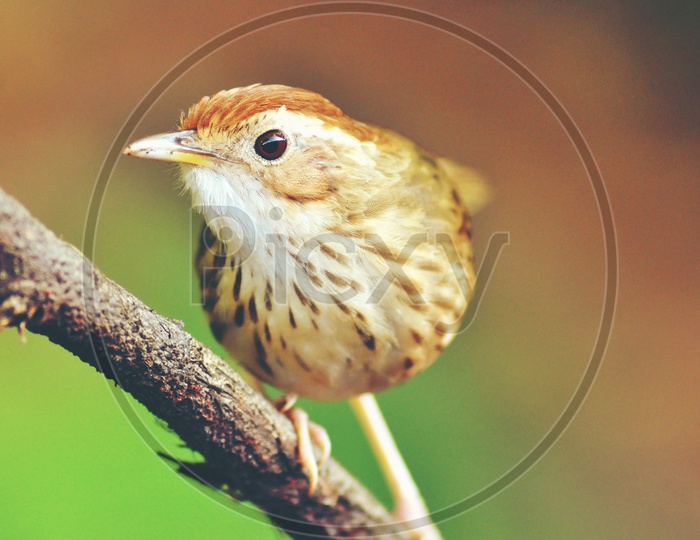 Sparrow on a Tree Stem closeup