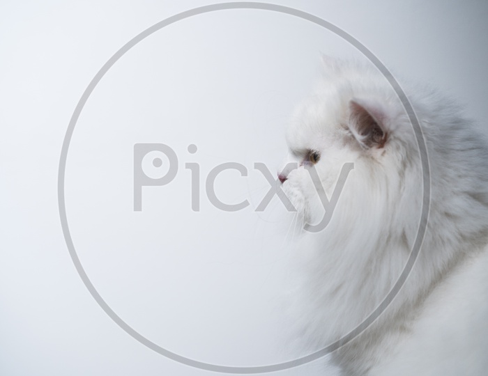 Cute Persian Cat Over an White Beige Wall Background