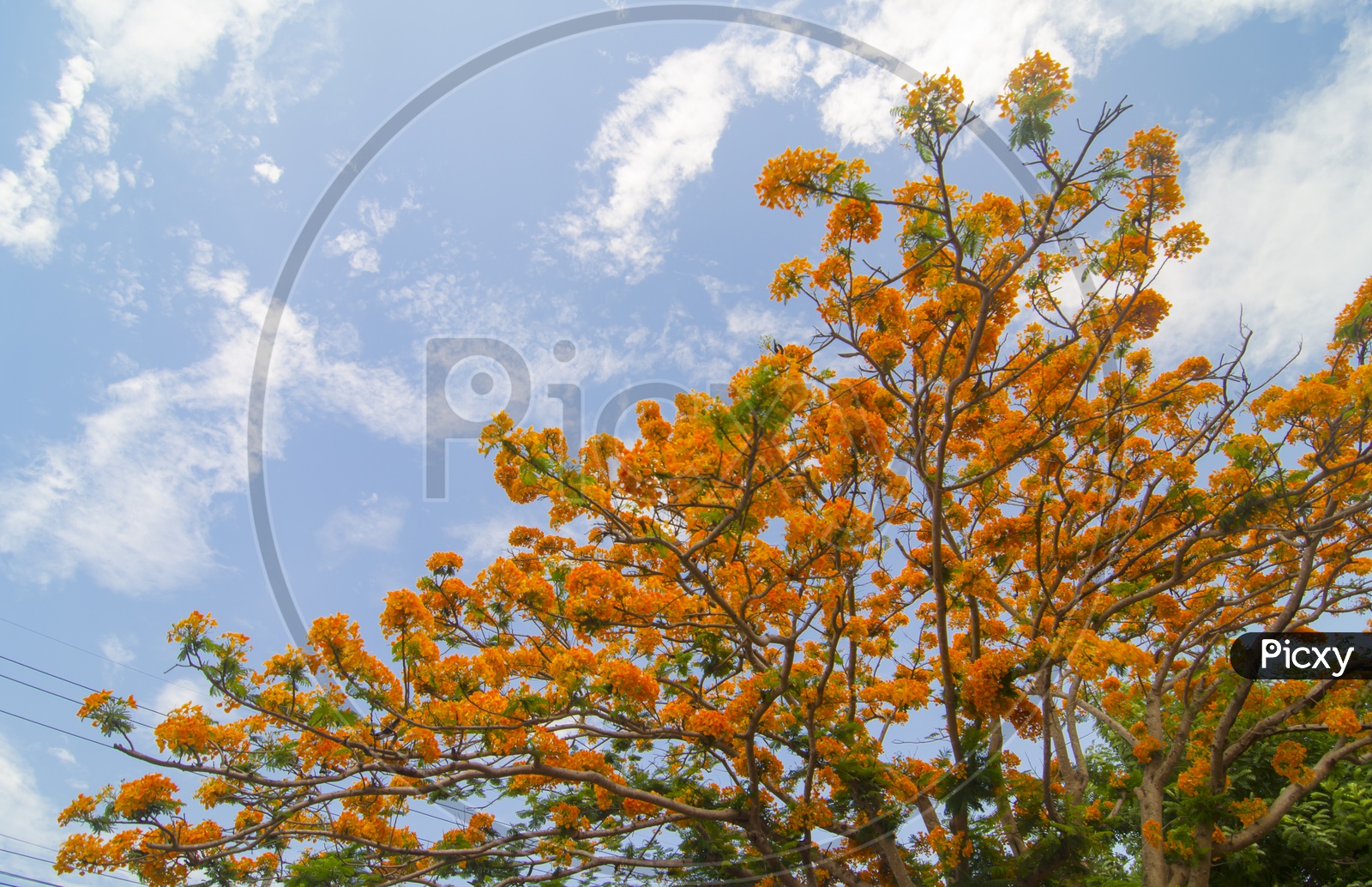 Delonix Regia Tree With Flowers Over blue sky
