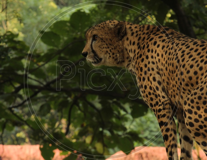 Cheetah in zoo