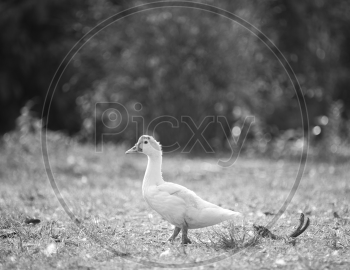 Duck In a Lawn