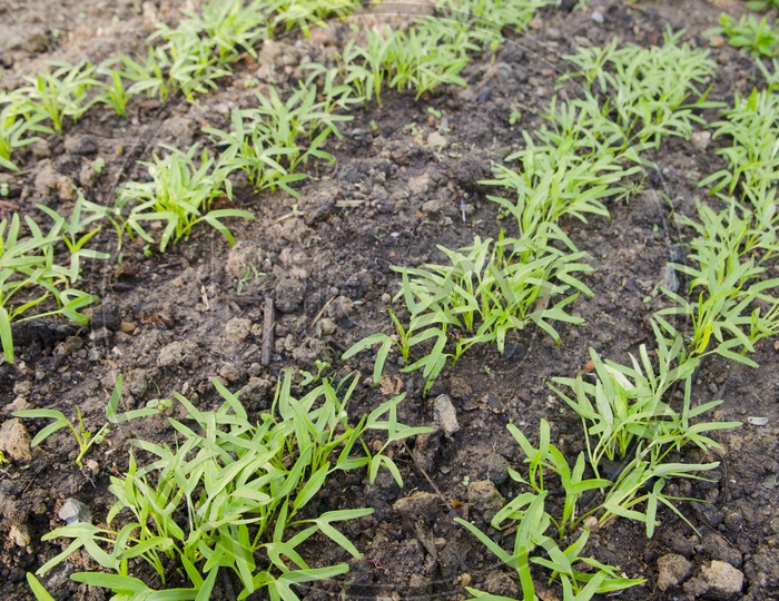 Plant Saplings Growing Black Fertile Soil