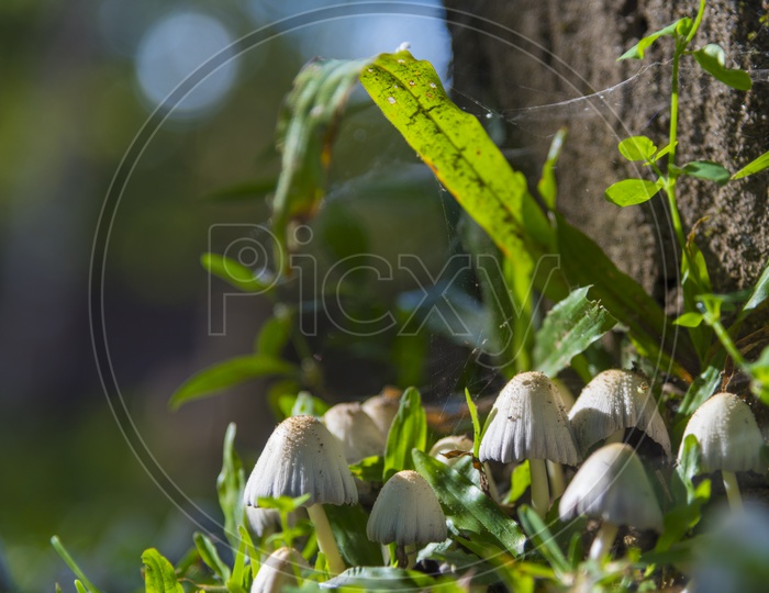 Closeup of green leaves and mushrooms at summer under sunlight.