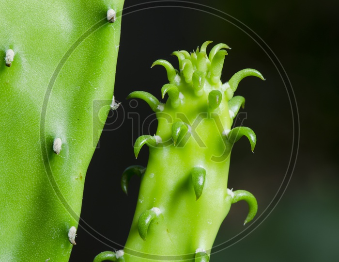 Enlarge Cactus germination Macro shot close up on Black Background