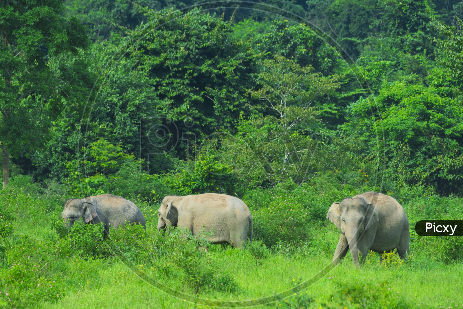 Asian wild elephants in the tropical forest of Kuiburi National Park, Thailand