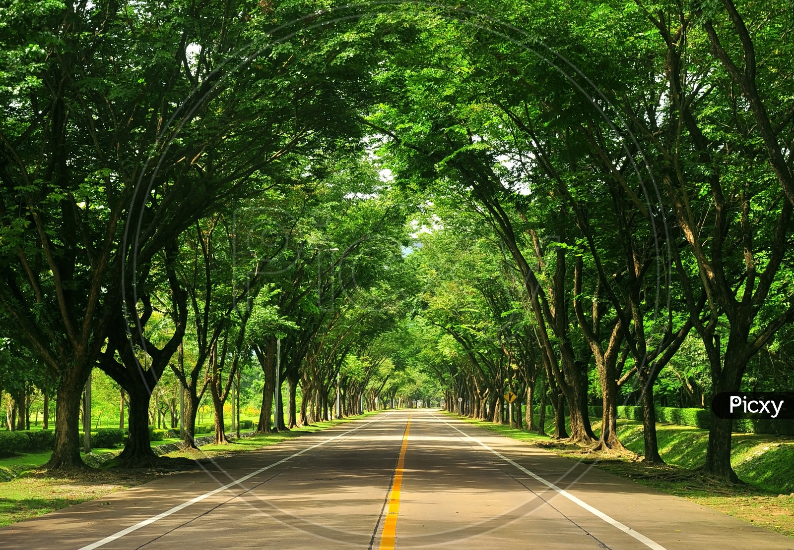 Country Side Roads Covered With trees or Tree alley