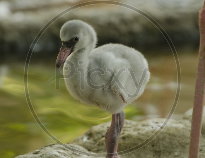Baby Flamingo  Bird at a Lake