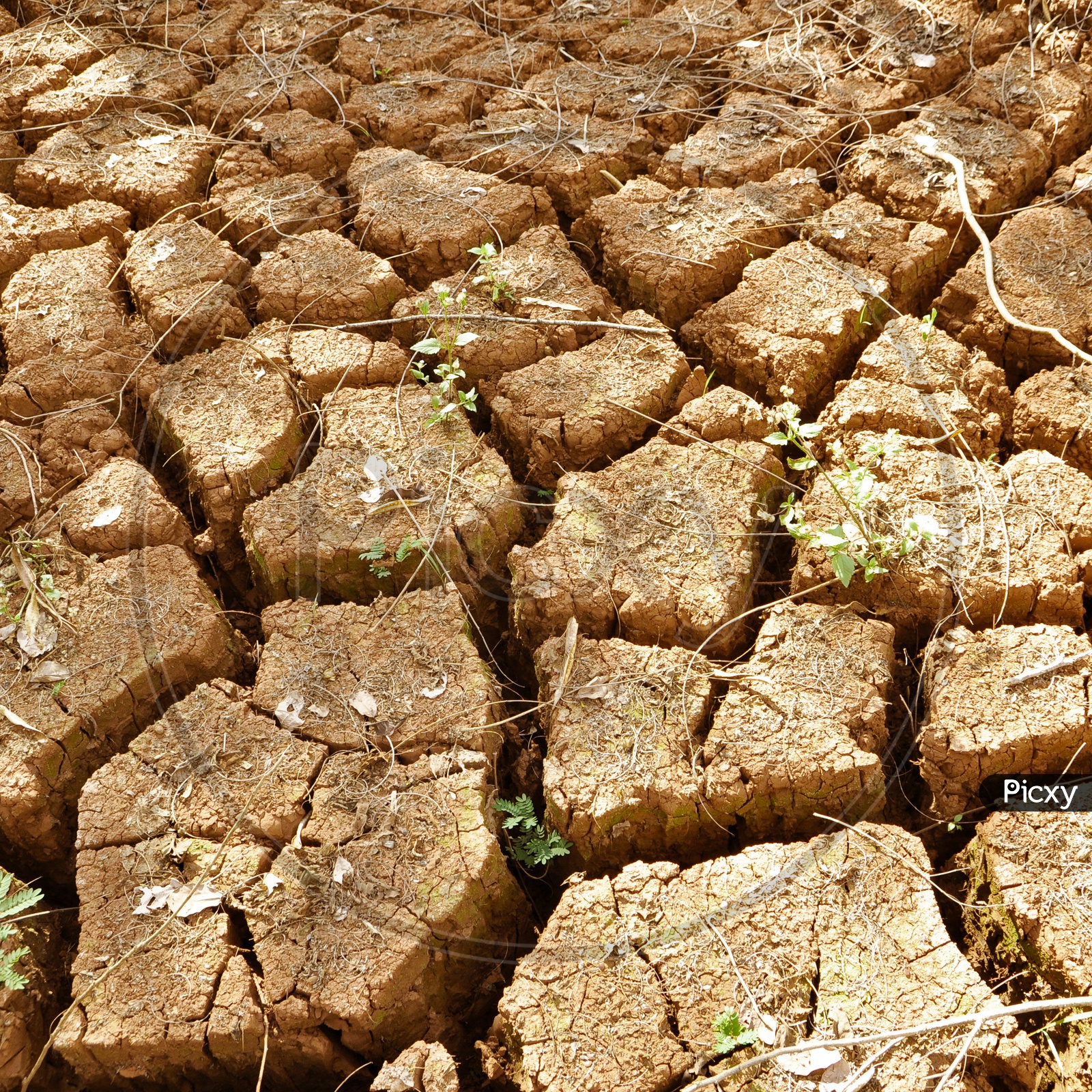 Dry cracked soil Or Land
