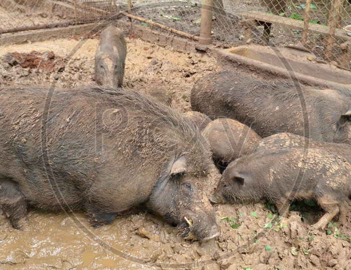 Mother Pig and Piglets  in  Dirty Mud