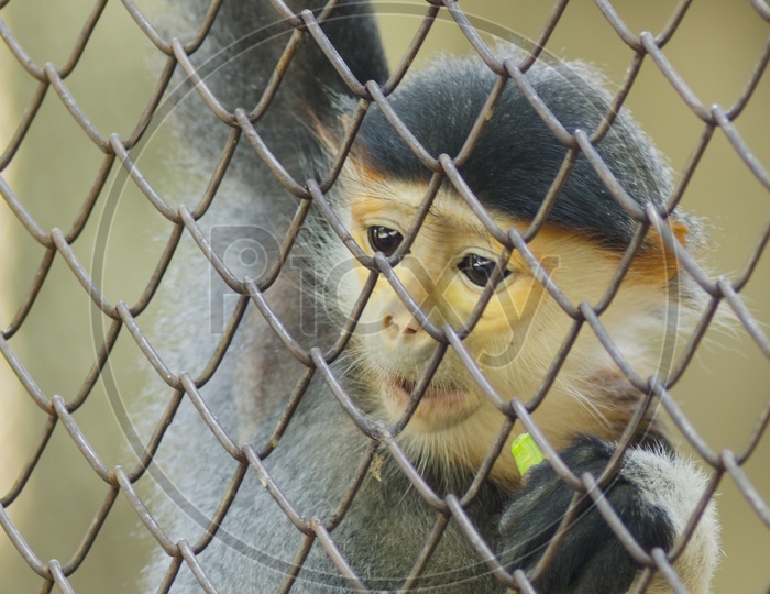 Red-shanked Douc (Pygathrix nemaeus) in the cage, The five color of Douc Langur, Dusky Leaf Monkey