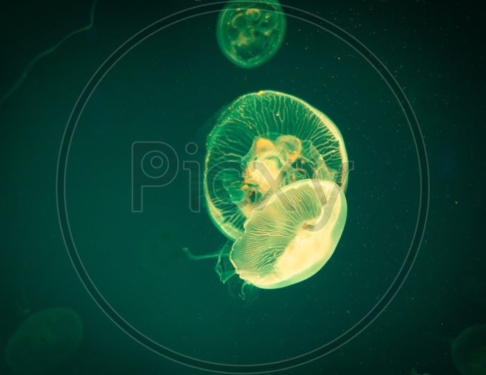 Sea Moon jellyfish with Radium Green  light background