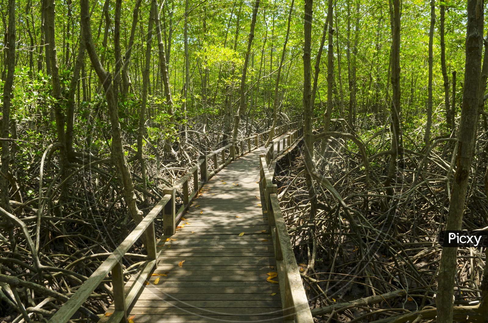 Wooden bridge Walks Through Mangroves