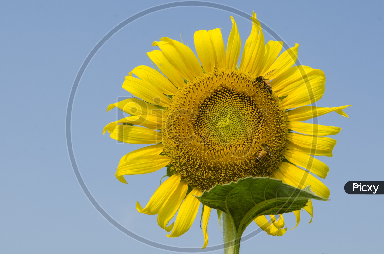 Sunflowers and Honey BeeWith Blue Sky Background
