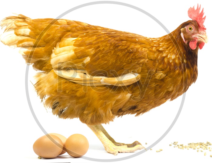 full body of brown chicken hen With Eggs  standing isolated white background